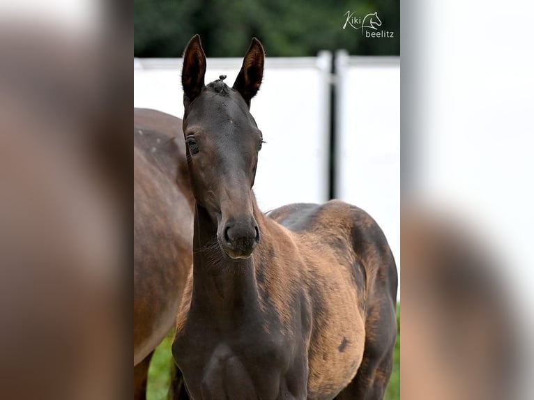 Oldenbourg Jument 2 Ans Bai brun foncé in Dahlenburg