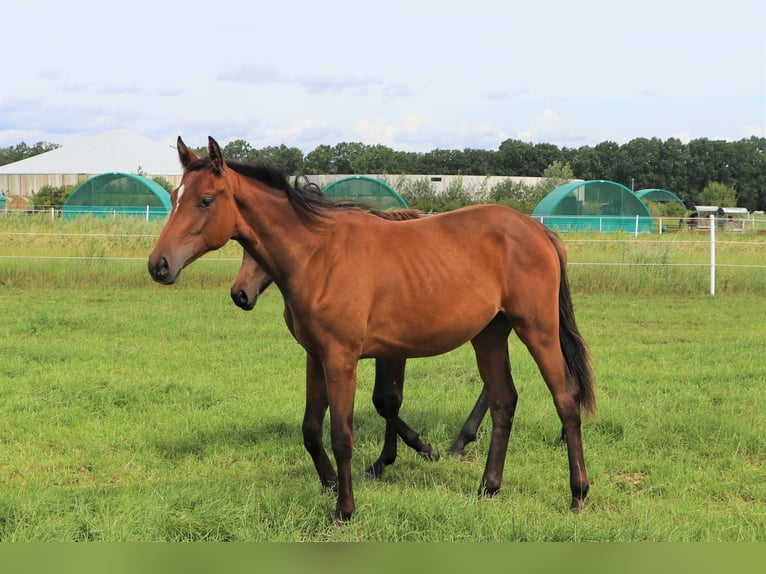 Oldenbourg Jument 2 Ans Bai in Hankensbüttel