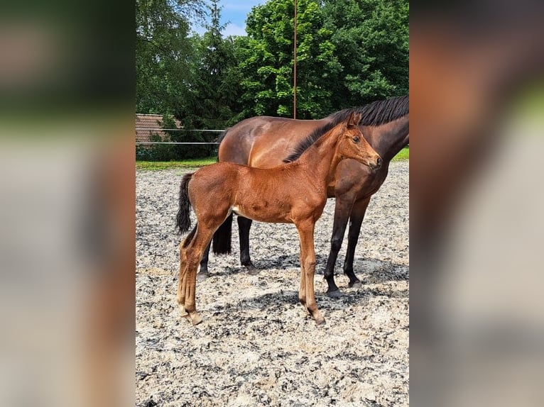 Oldenbourg Jument 2 Ans Bai in Hankensbüttel