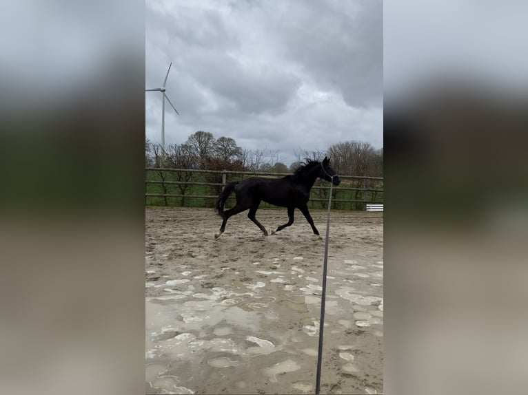 Oldenbourg Jument 2 Ans Noir in Altenberge