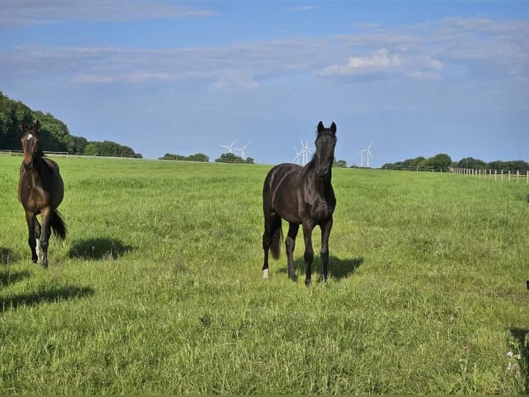 Oldenbourg Jument 2 Ans Noir in Altenberge