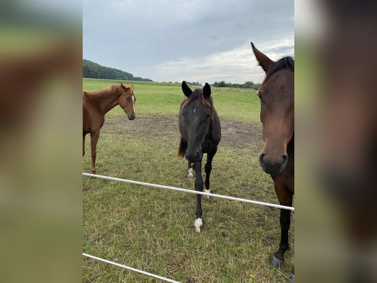 Oldenbourg Jument 2 Ans Noir in Altenberge