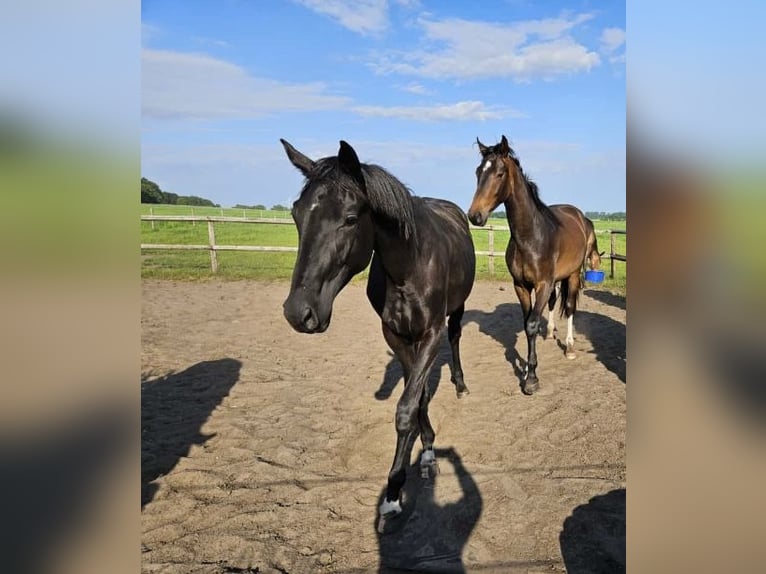 Oldenbourg Jument 2 Ans Noir in Altenberge