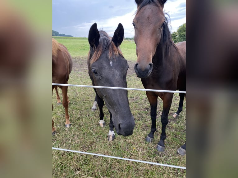 Oldenbourg Jument 2 Ans Noir in Altenberge