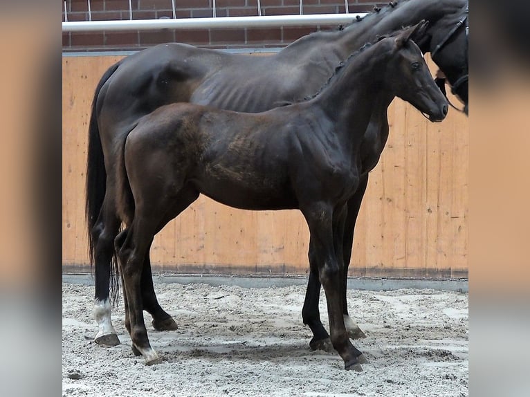 Oldenbourg Jument 2 Ans Noir in Groß Stieten