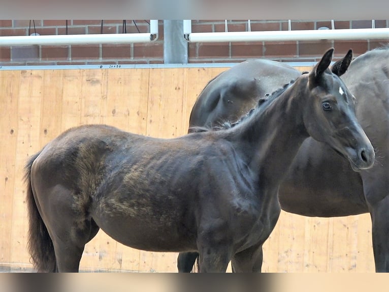 Oldenbourg Jument 2 Ans Noir in Groß Stieten