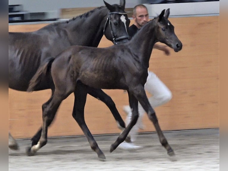 Oldenbourg Jument 2 Ans Noir in Groß Stieten