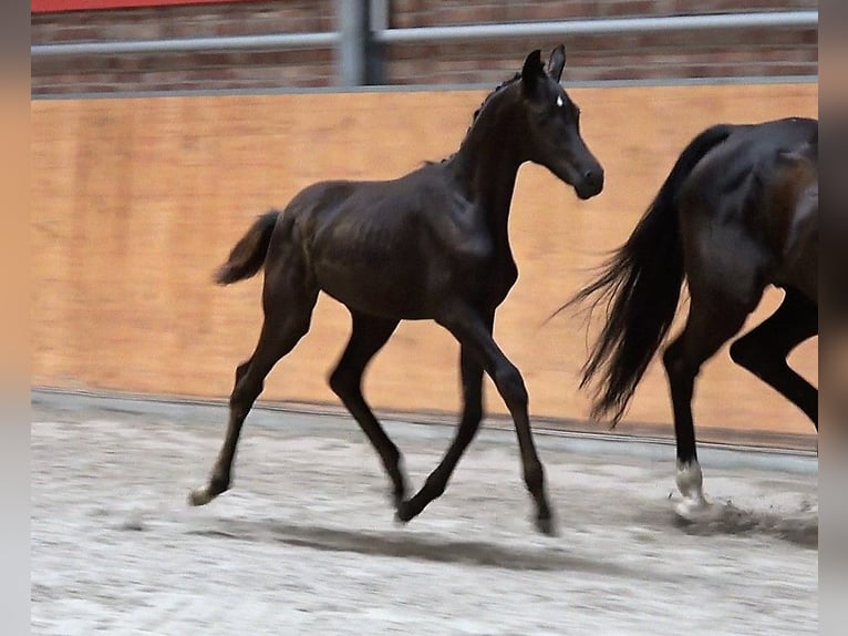 Oldenbourg Jument 2 Ans Noir in Groß Stieten