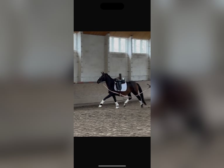 Oldenbourg Jument 3 Ans 152 cm Bai brun in Perwenitz