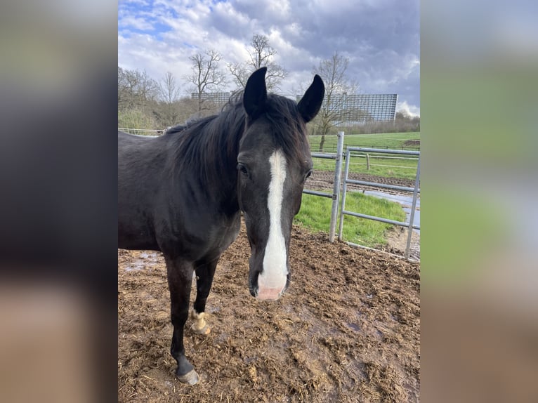 Oldenbourg Jument 3 Ans 153 cm Noir in Brunssum