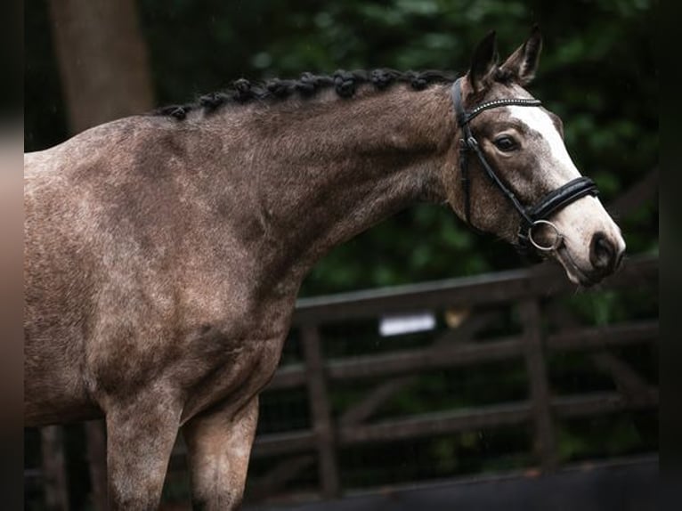 Oldenbourg Jument 3 Ans 154 cm Alezan dun in Bilthoven