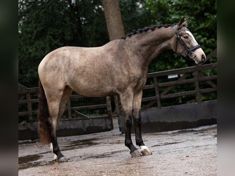 Oldenbourg Jument 3 Ans 154 cm Alezan dun in Bilthoven