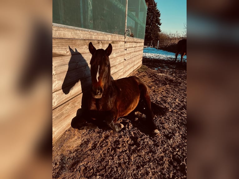 Oldenbourg Jument 3 Ans 155 cm Bai brun in Sch&#xF6;nwalde