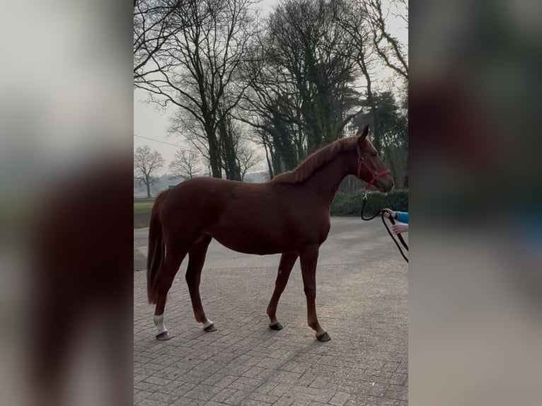 Oldenbourg Jument 3 Ans 156 cm Alezan in Löningen