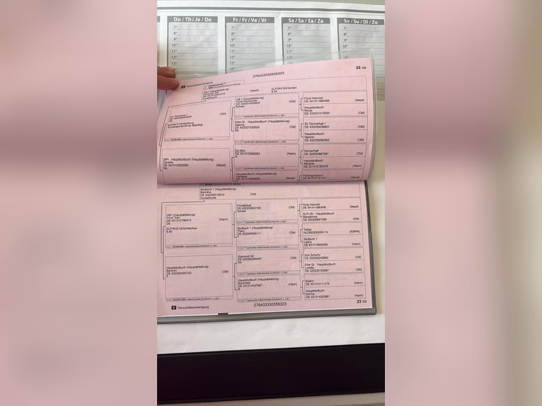 Oldenbourg Jument 3 Ans 156 cm Alezan in Löningen