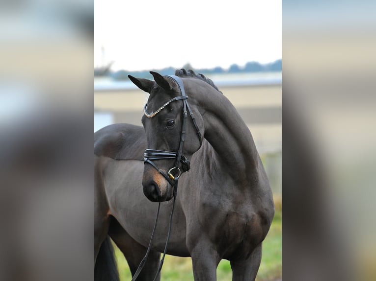 Oldenbourg Jument 3 Ans 156 cm Bai brun in Kamern