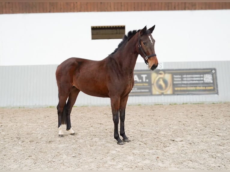 Oldenbourg Croisé Jument 3 Ans 156 cm Bai in Ovelgönne