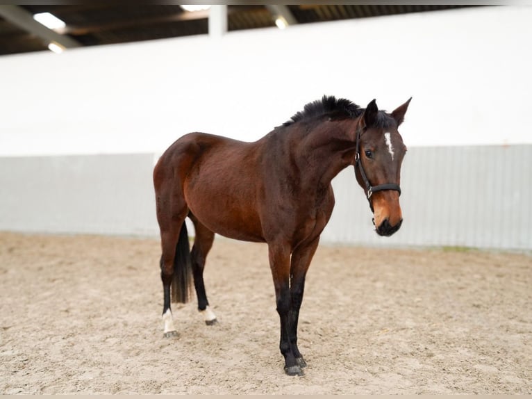 Oldenbourg Croisé Jument 3 Ans 156 cm Bai in Ovelgönne