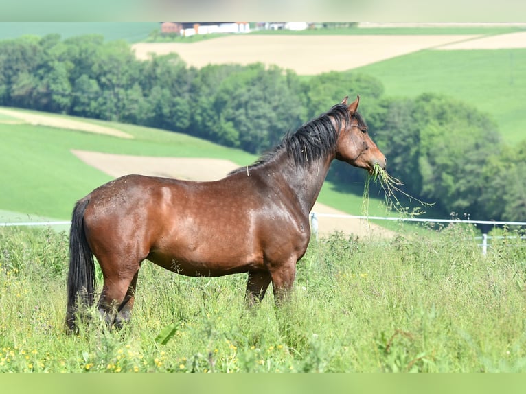 Oldenbourg Jument 3 Ans 157 cm Bai in Sankt Wolfgang