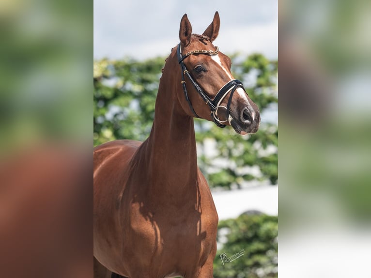 Oldenbourg Jument 3 Ans 160 cm Alezan brûlé in Goch