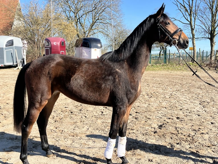 Oldenbourg Jument 3 Ans 160 cm Bai brun in Hiddenhausen