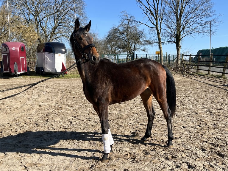 Oldenbourg Jument 3 Ans 160 cm Bai brun in Hiddenhausen