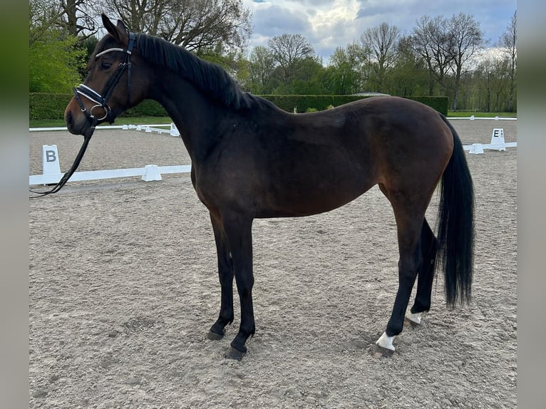 Oldenbourg Jument 3 Ans 160 cm Bai in Hopsten