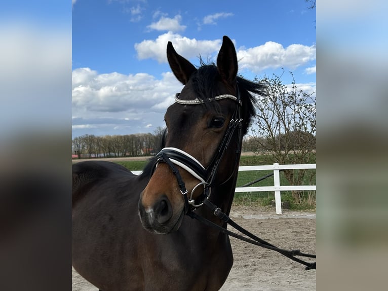 Oldenbourg Jument 3 Ans 160 cm Bai in Hopsten