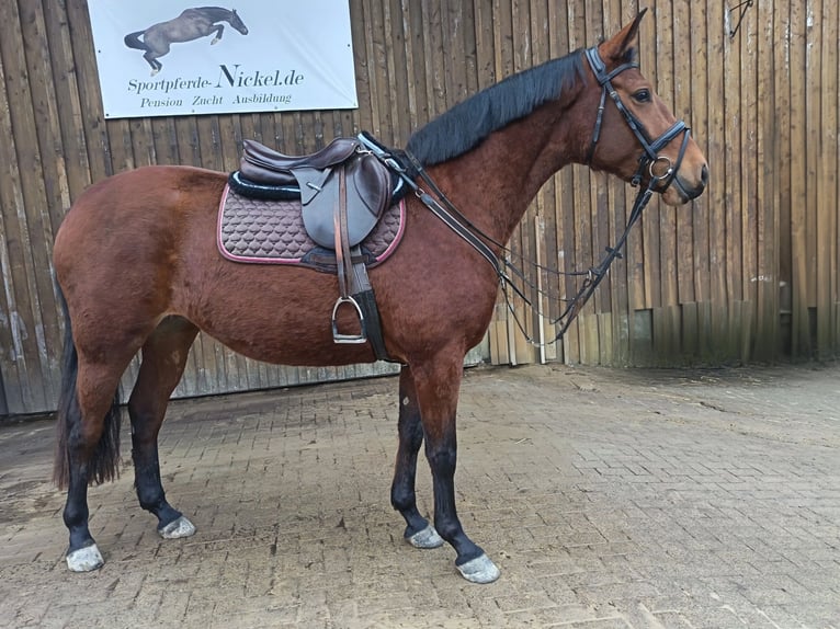 Oldenbourg Jument 3 Ans 160 cm Bai in Gummersbach