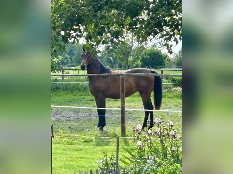 Oldenbourg Jument 3 Ans 160 cm Bai in Varel Jethausen