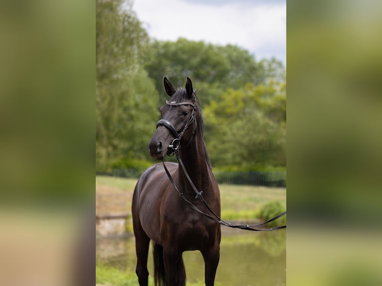 Oldenbourg Jument 3 Ans 160 cm Noir in Leichlingen