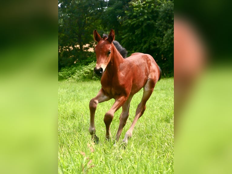 Oldenbourg Jument 3 Ans 161 cm Bai brun in Kronberg im Taunus