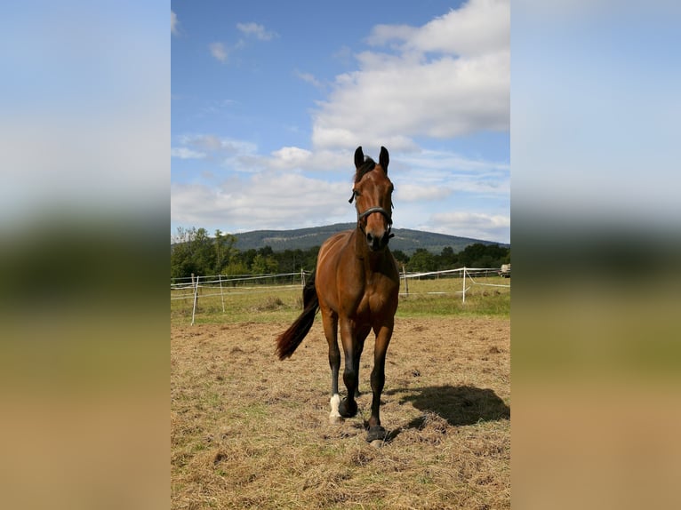 Oldenbourg Jument 3 Ans 161 cm Bai brun in Kronberg im Taunus