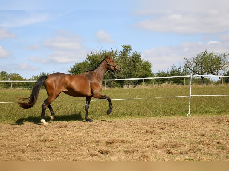 Oldenbourg Jument 3 Ans 161 cm Bai brun in Kronberg im Taunus