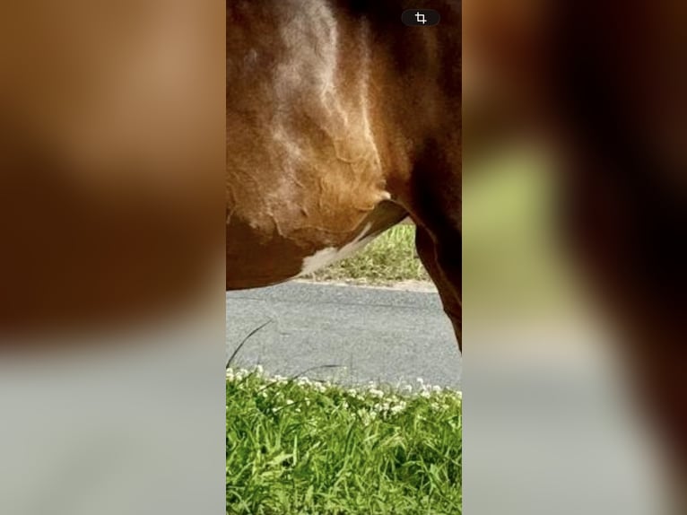 Oldenbourg Jument 3 Ans 161 cm Bai brun foncé in Vechta