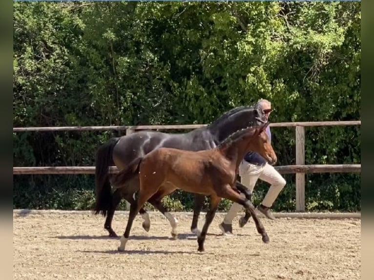 Oldenbourg Jument 3 Ans 161 cm Bai in Leipzig