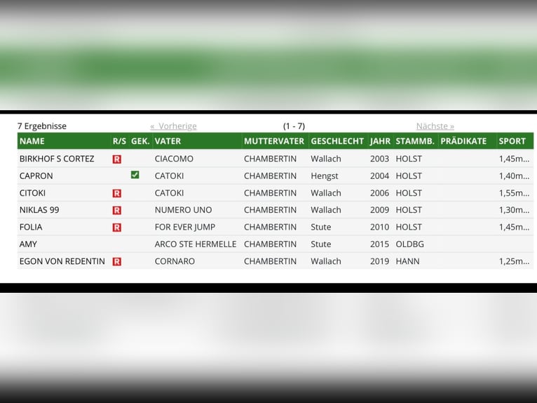 Oldenbourg Jument 3 Ans 162 cm Bai in Berne