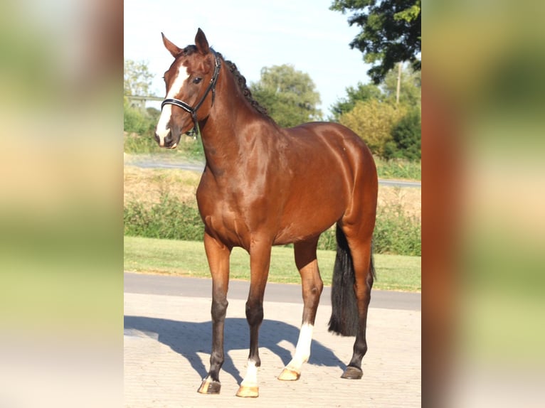 Oldenbourg Jument 3 Ans 162 cm Bai in Berne