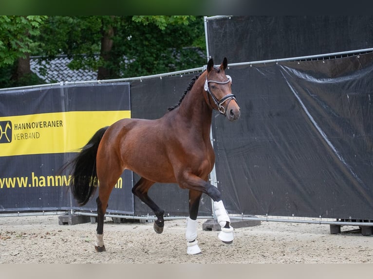 Oldenbourg Jument 3 Ans 162 cm Bai brun in Langen