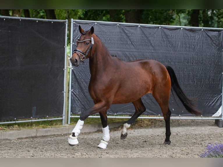 Oldenbourg Jument 3 Ans 162 cm Bai brun in Langen