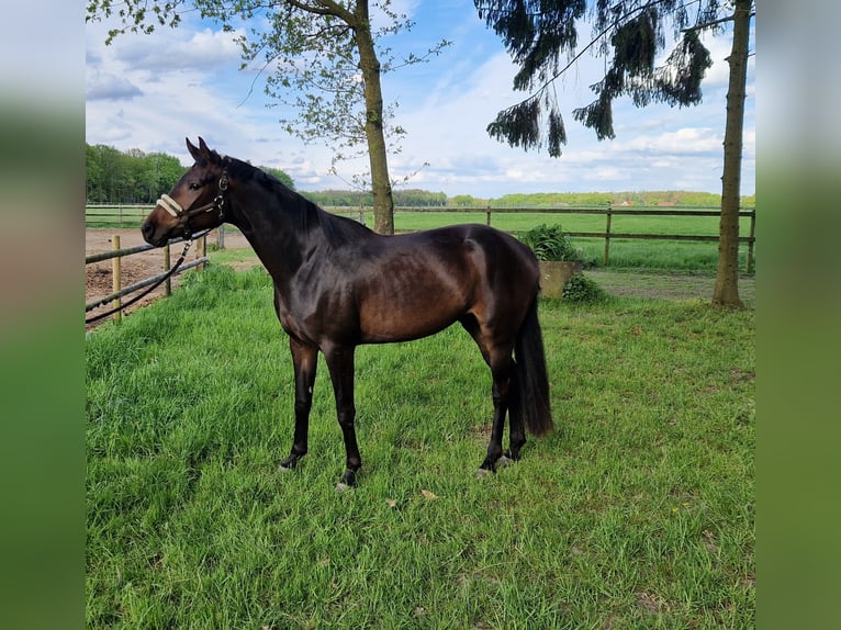 Oldenbourg Jument 3 Ans 162 cm Bai brun in Lindern (Oldenburg)
