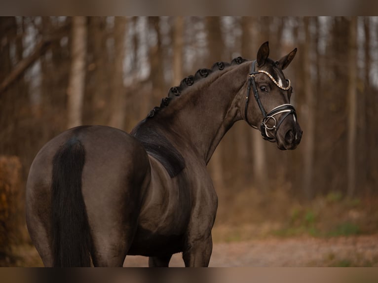 Oldenbourg Jument 3 Ans 162 cm Bai brun foncé in Wehringen