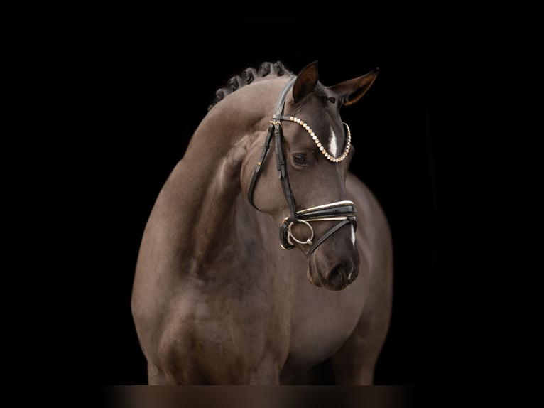 Oldenbourg Jument 3 Ans 162 cm Bai brun foncé in Wehringen