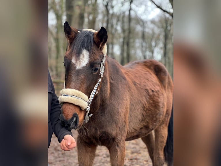 Oldenbourg Jument 3 Ans 162 cm Bai in Langwedel