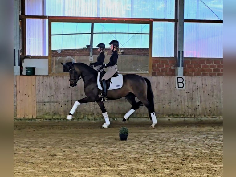 Oldenbourg Jument 3 Ans 162 cm  in Warendorf