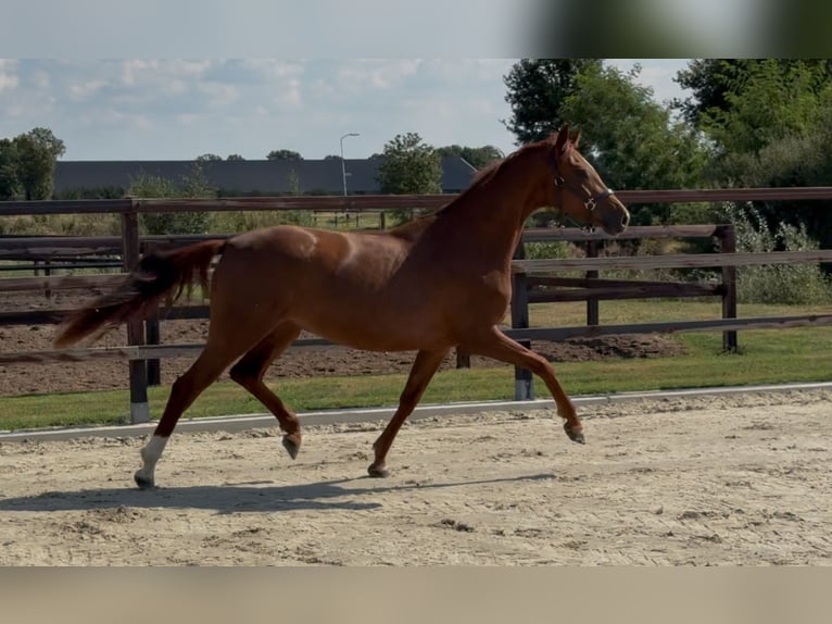 Oldenbourg Jument 3 Ans 163 cm Alezan brûlé in Zieuwent