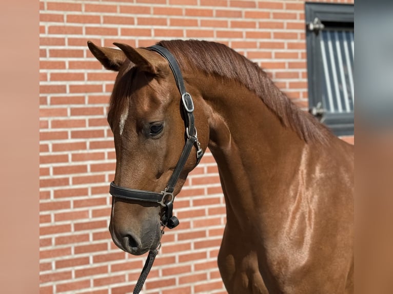 Oldenbourg Jument 3 Ans 163 cm Alezan brûlé in Zieuwent