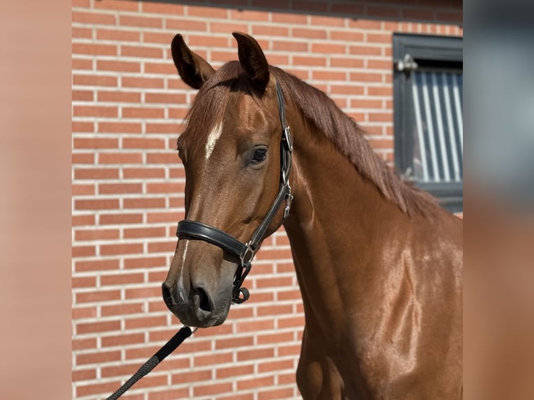 Oldenbourg Jument 3 Ans 163 cm Alezan brûlé in Zieuwent