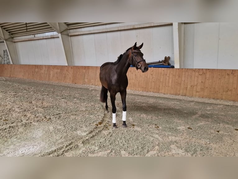 Oldenbourg Jument 3 Ans 163 cm Bai brun in Lindern (Oldenburg)