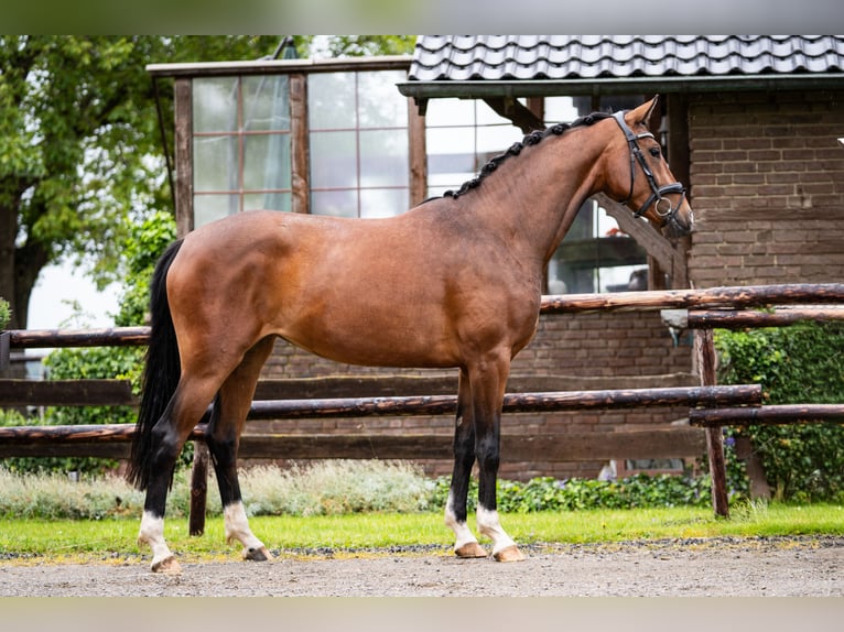 Oldenbourg Jument 3 Ans 163 cm Bai in Stolberg (Rheinland)